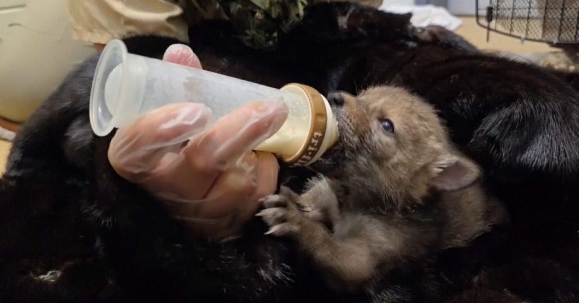 Video. Dokuz yetim çakal yavrusu ABD’de vahşi doğaya geri döndü