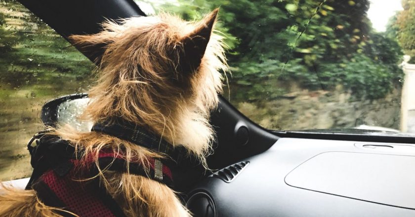 Ankara’da bir apartman yönetimi, sahibinin köpeğini zorla barınağa göndermeye çalışıyor.