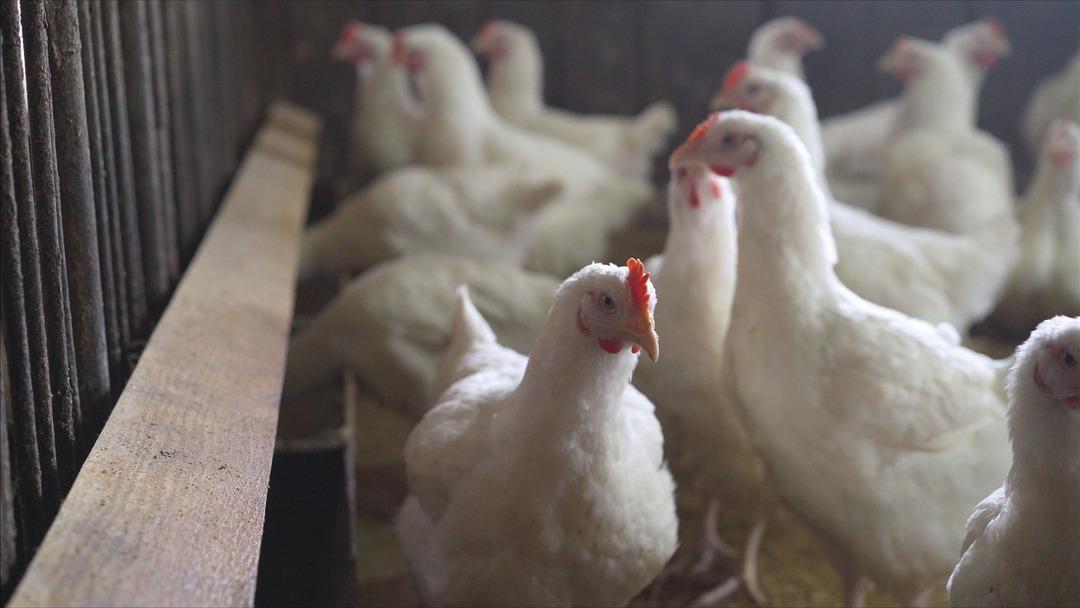 Bunun ekonomiyi olumsuz etkilemesinden korkuluyor! Avrupa'da yeni salgın alarmı: Vakaların patladığı iki ülkeye müdahale edildi 3