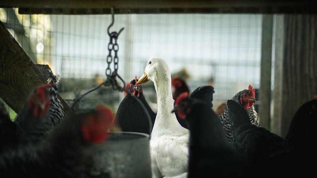 Bunun ekonomiyi olumsuz etkilemesinden korkuluyor! Avrupa'da yeni salgın alarmı: Vakaların patlama yaptığı iki ülke harekete geçti 2