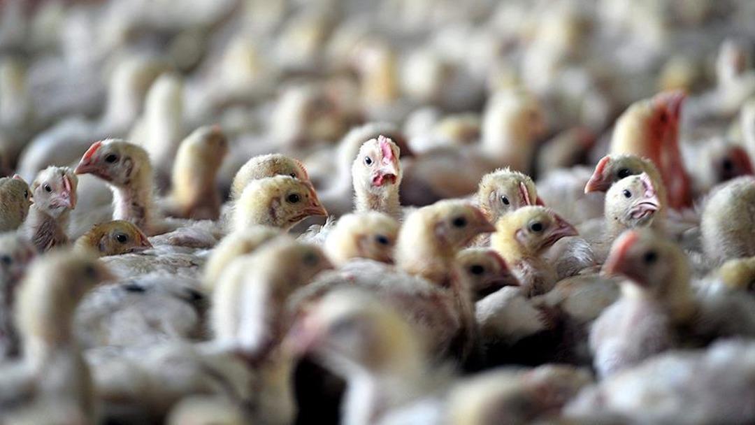 Bunun ekonomiyi olumsuz etkilemesinden korkuluyor! Avrupa'da yeni salgın alarmı: Vakaların patlama yaptığı iki ülke harekete geçti
