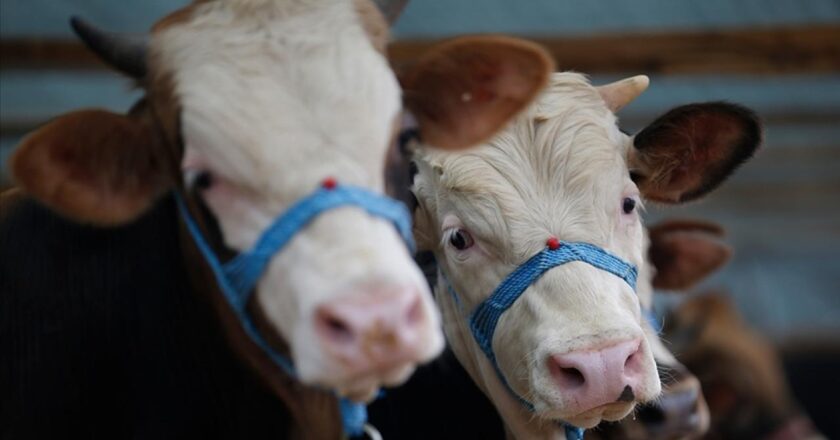 Samsun’da şap karantinası başlatıldı – Son Dakika Haberleri