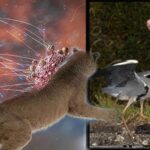 Kuş gribi insan hayatını aldı! Virüs yeni bir tehdidin habercisi: ‘Artık çok başlı bir yapı’